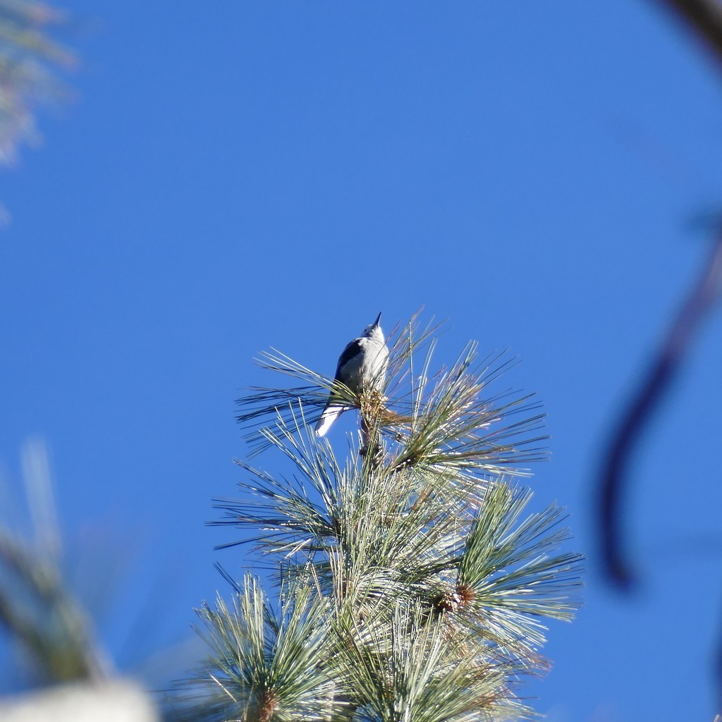 Clark's Nutcracker - ML612518049