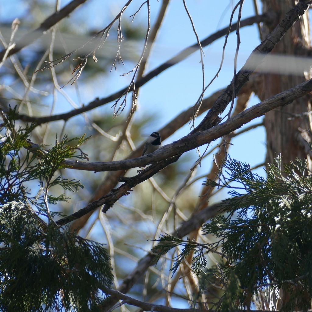 Mountain Chickadee - ML612518050