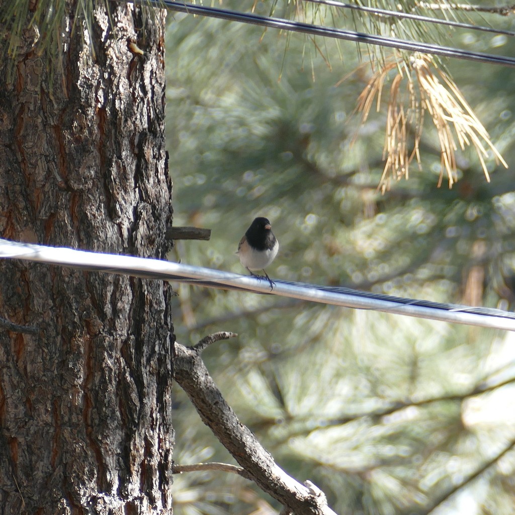 Dark-eyed Junco (Oregon) - ML612518052