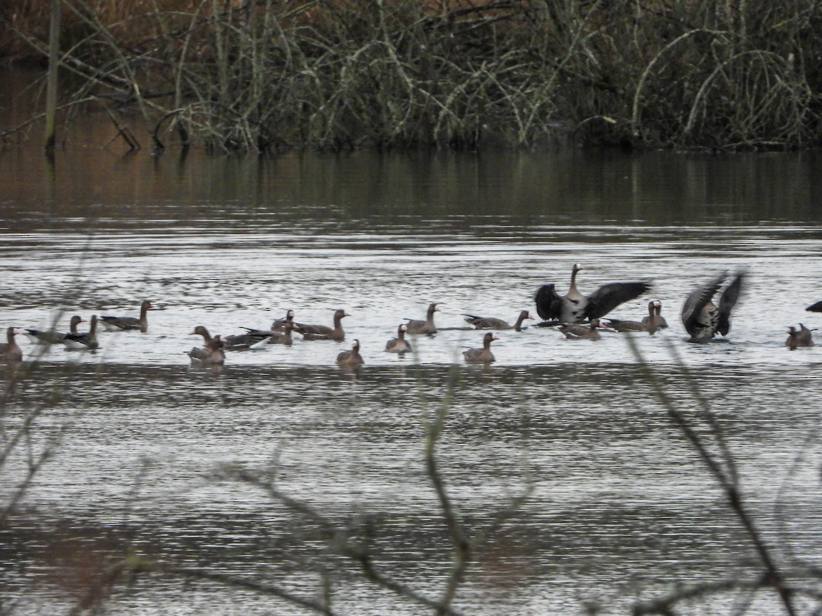 Greater White-fronted Goose - ML612518069