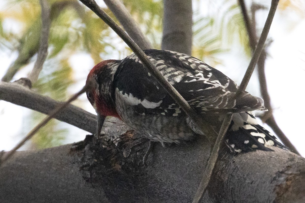 Red-naped x Red-breasted Sapsucker (hybrid) - ML612518082