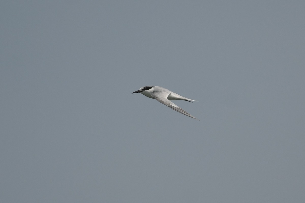 Little Tern - ML612518086