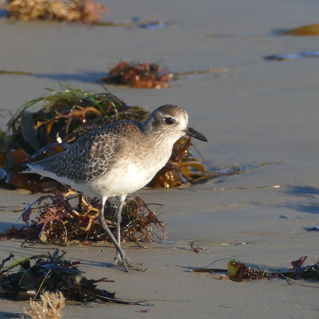 Black-bellied Plover - ML612518120