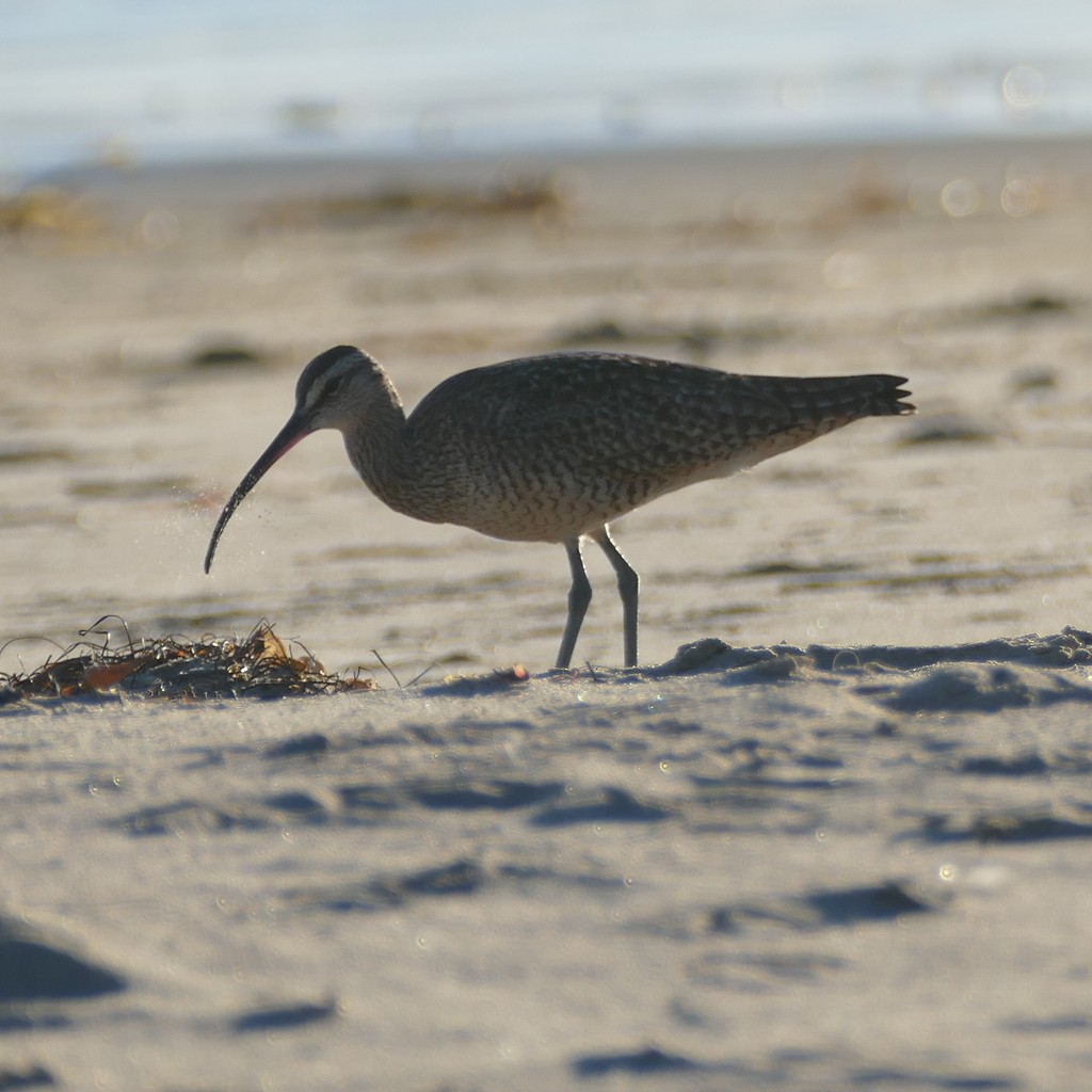 Whimbrel - Desiree Narango