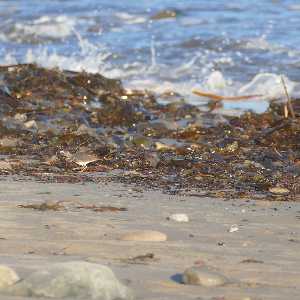 Spotted Sandpiper - ML612518125