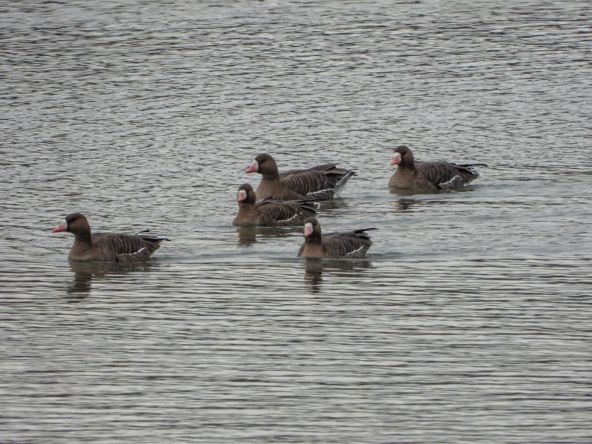 Greater White-fronted Goose - ML612518128