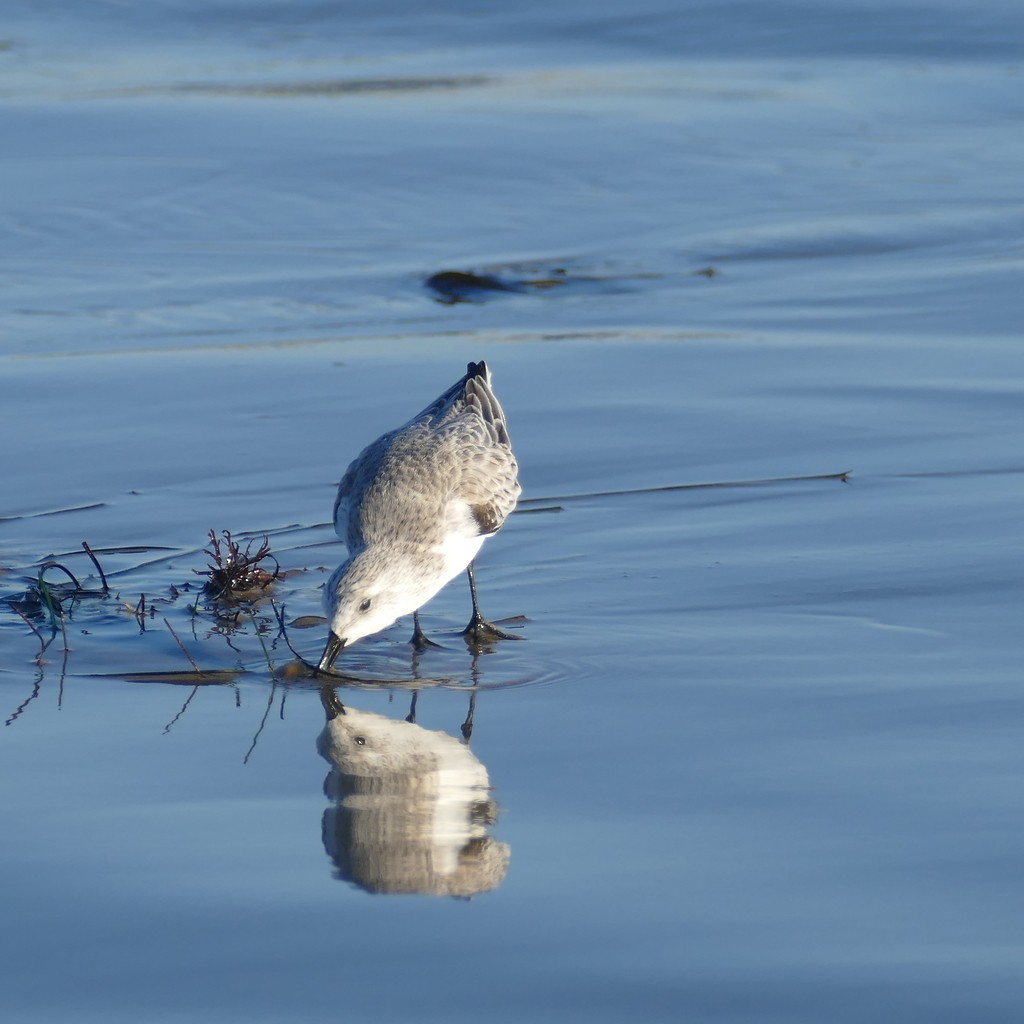 Sanderling - ML612518131