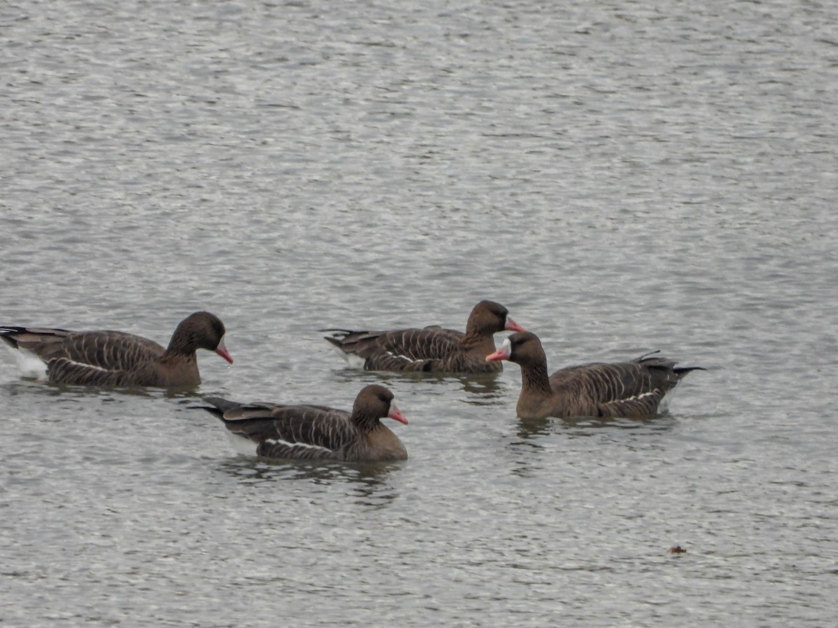 Greater White-fronted Goose - ML612518133
