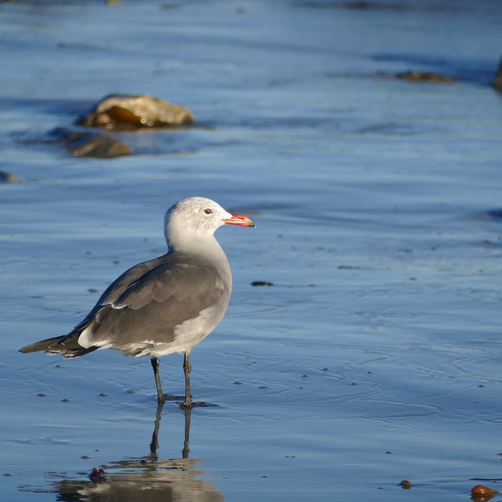 Heermann's Gull - Desiree Narango