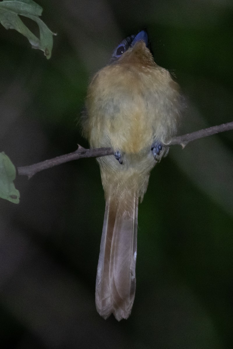 Malagasy Paradise-Flycatcher - Ian Burgess