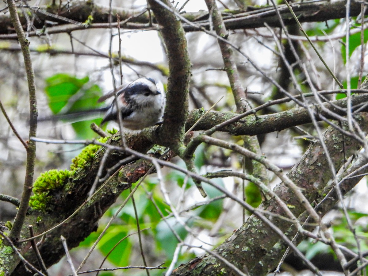 Long-tailed Tit (europaeus Group) - Samuel Burckhardt