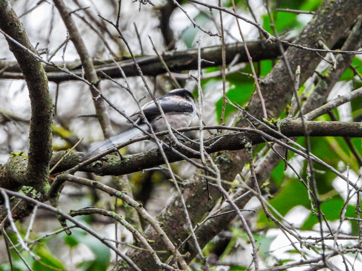 Long-tailed Tit (europaeus Group) - ML612518157