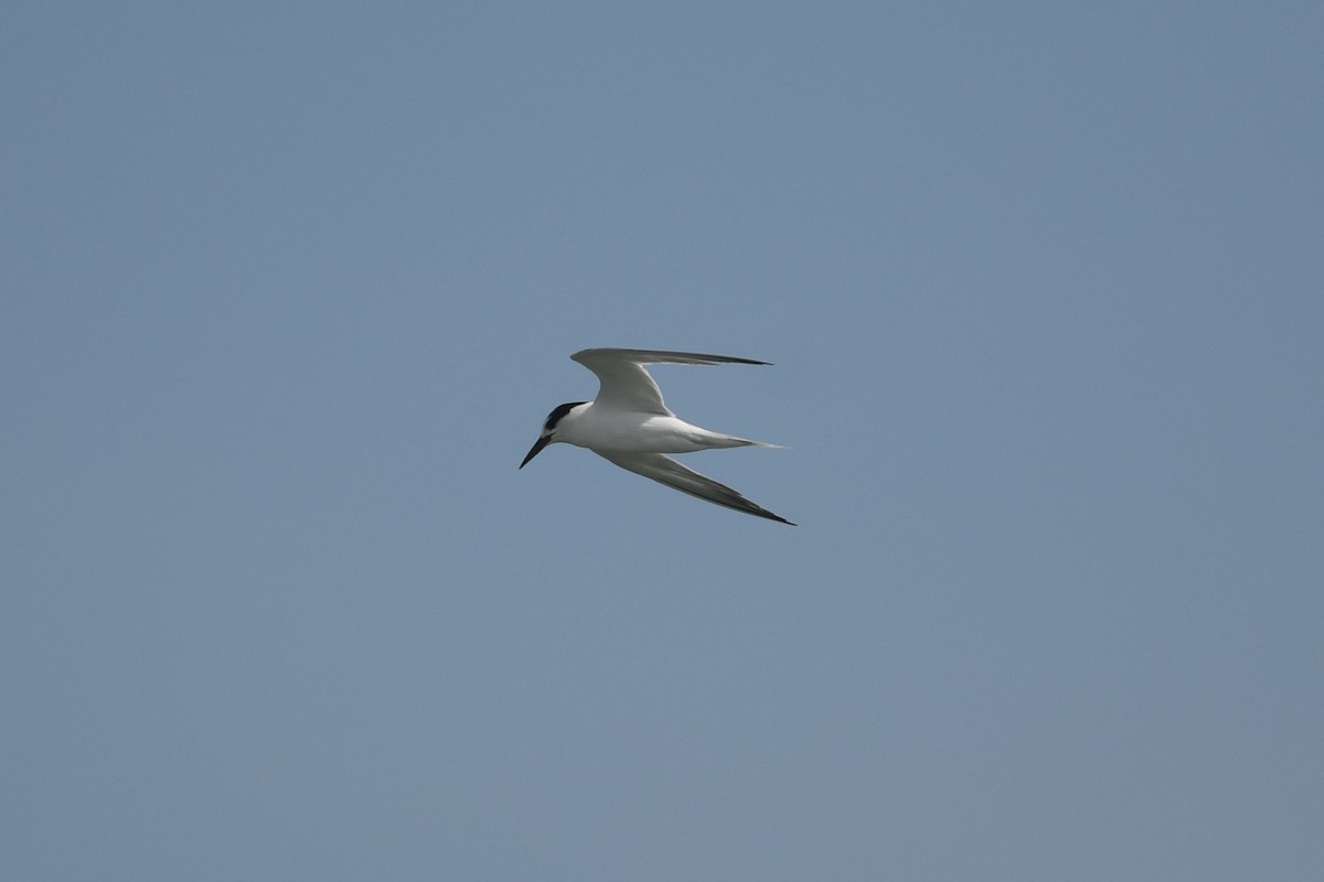 Little Tern - ML612518158