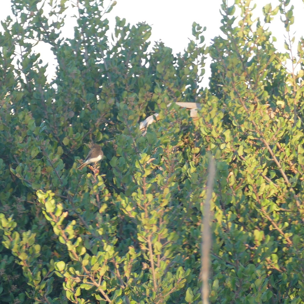 Black Phoebe - ML612518161