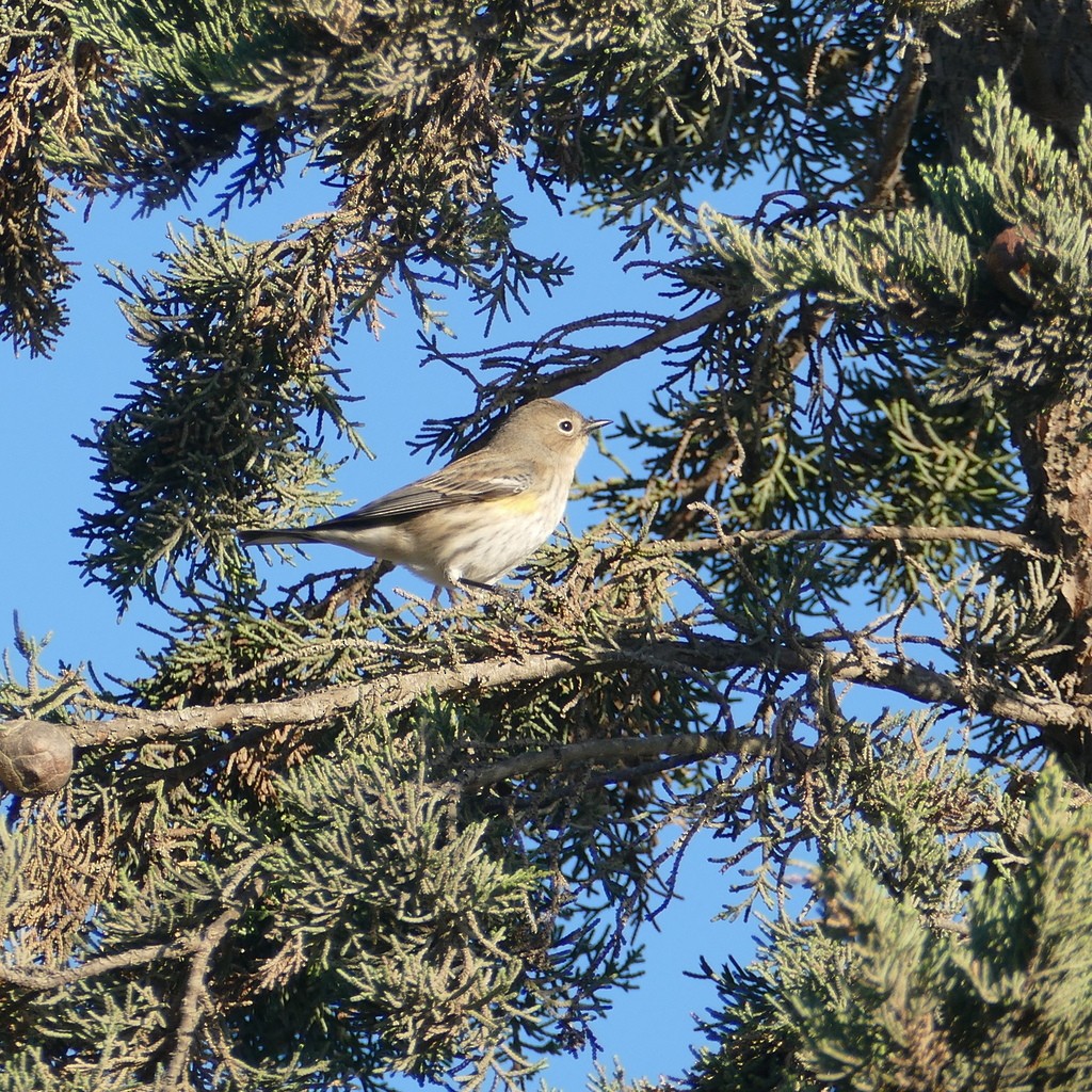 Yellow-rumped Warbler (Audubon's) - ML612518165