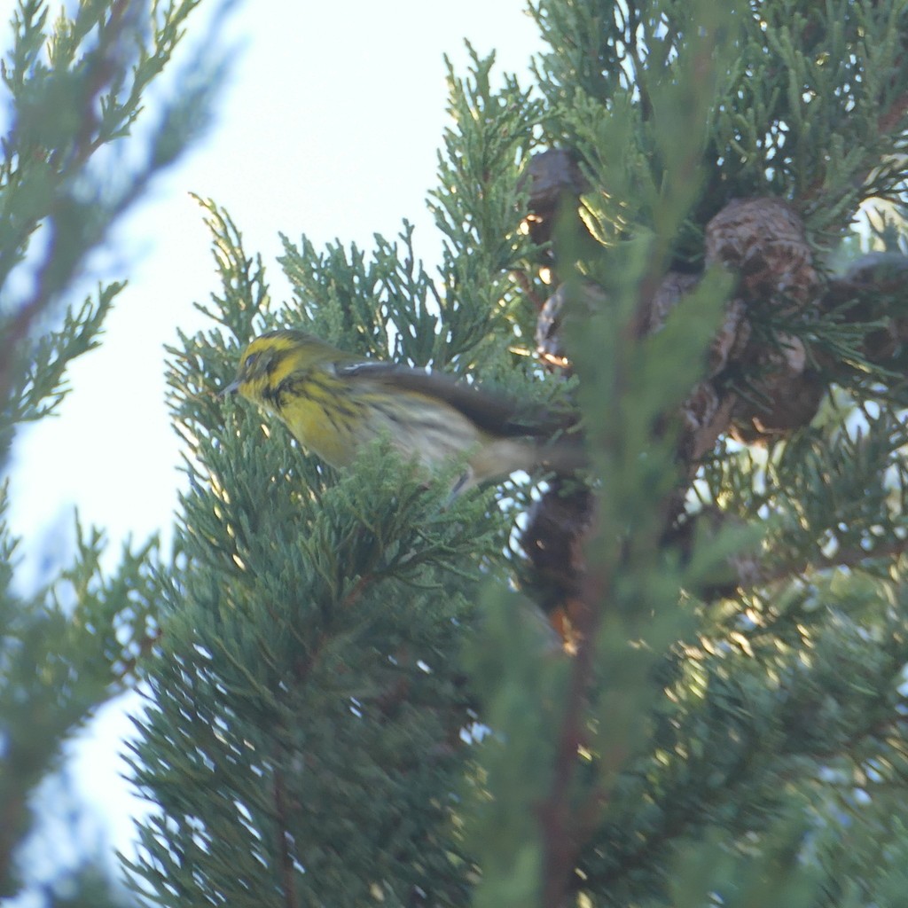 Townsend's Warbler - ML612518166