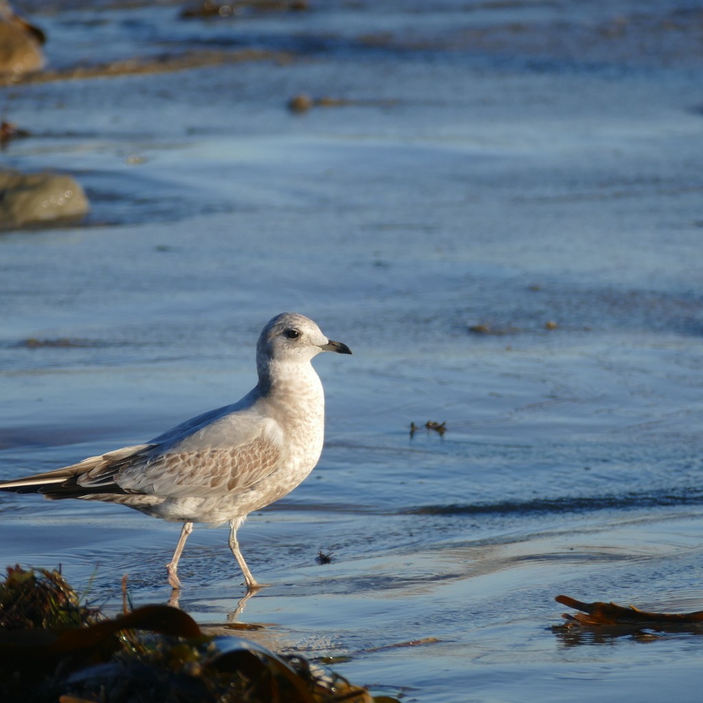 Short-billed Gull - ML612518189