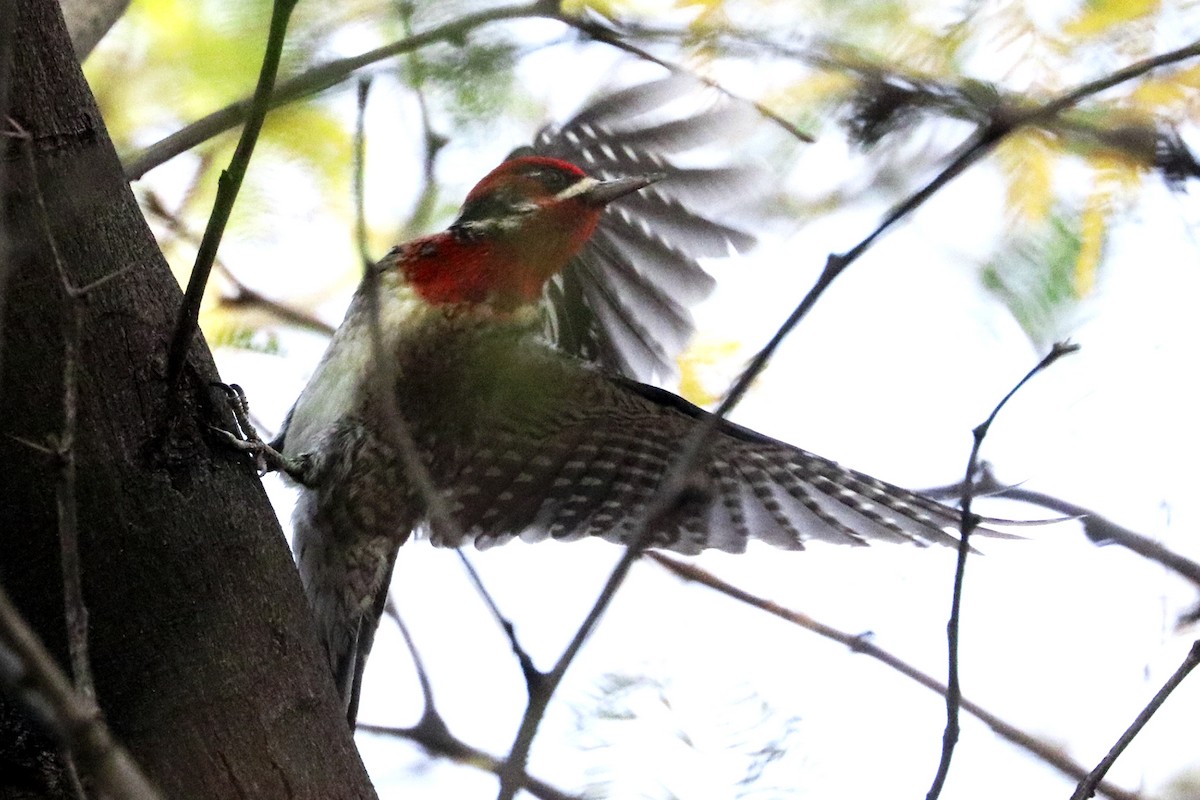 Red-naped x Red-breasted Sapsucker (hybrid) - ML612518196