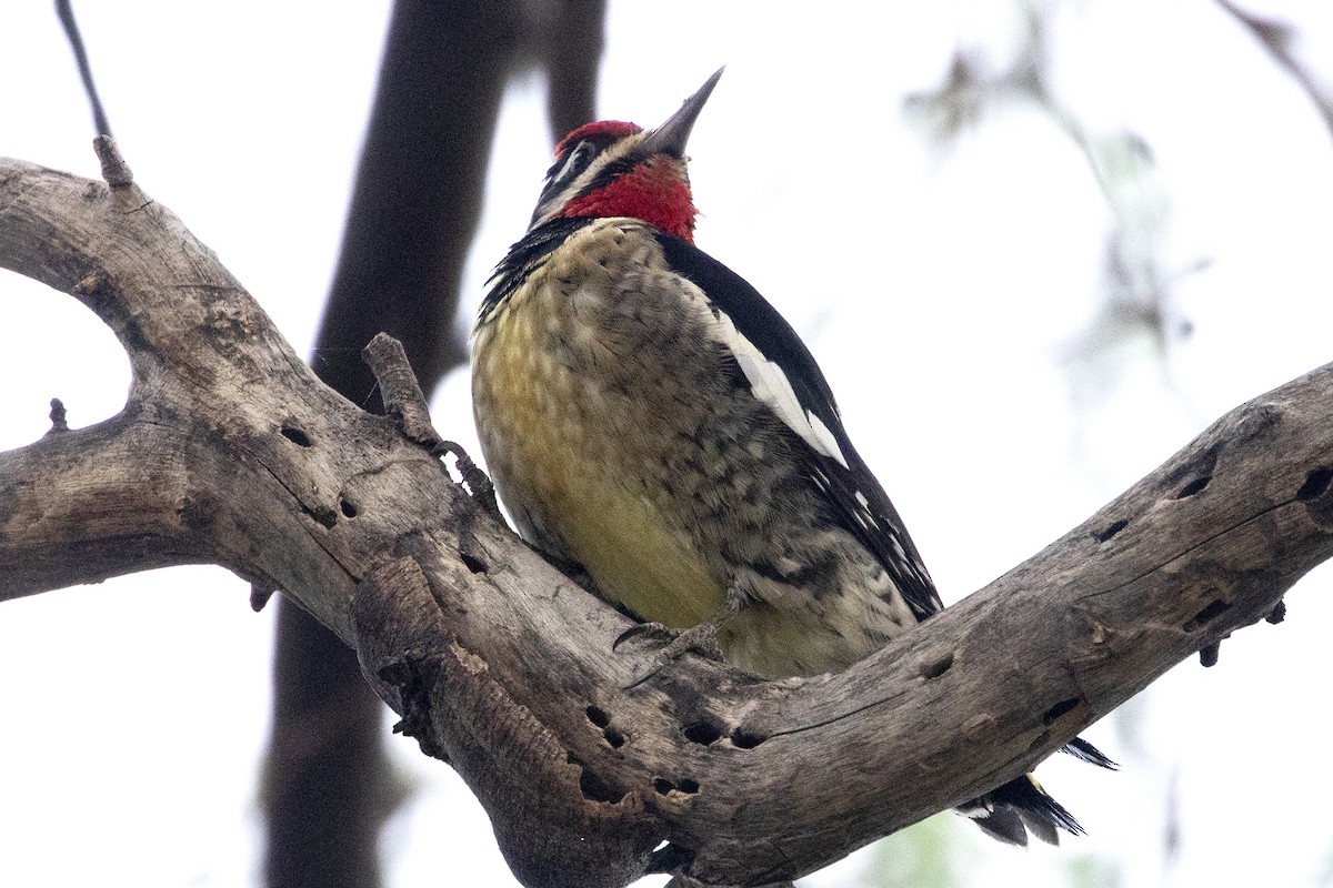 Red-naped Sapsucker - ML612518201