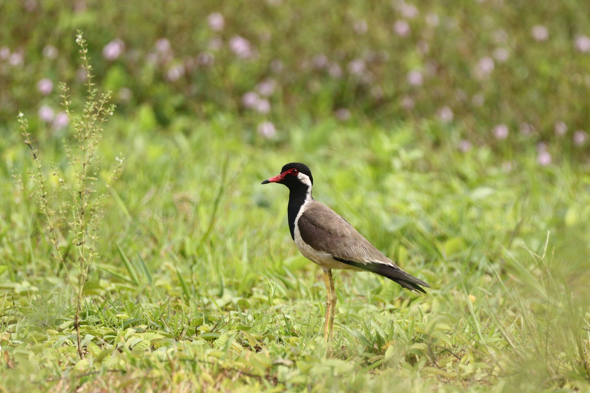 Red-wattled Lapwing - ML612518235