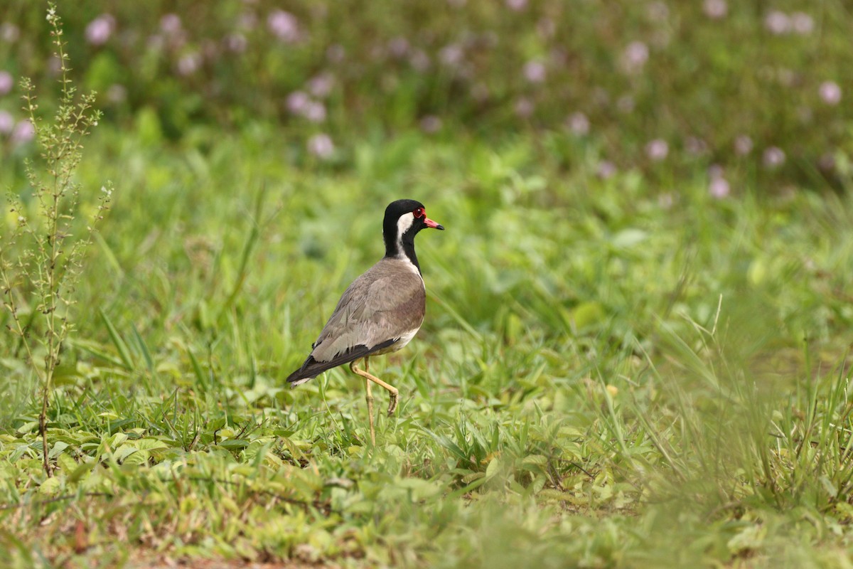 Red-wattled Lapwing - ML612518236