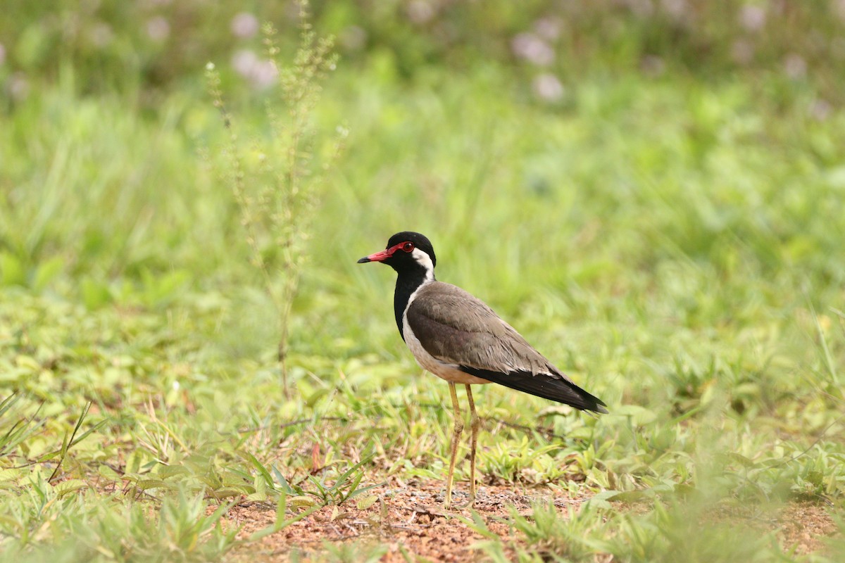 Red-wattled Lapwing - ML612518237