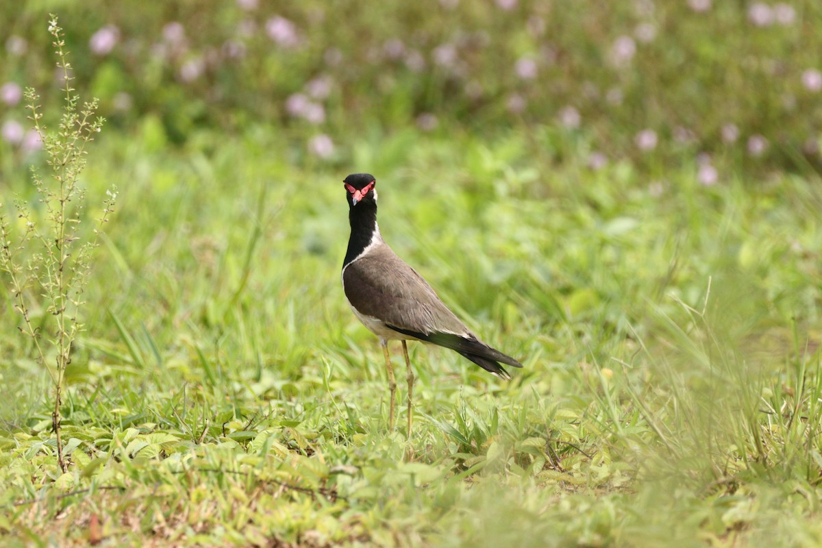 Red-wattled Lapwing - ML612518238