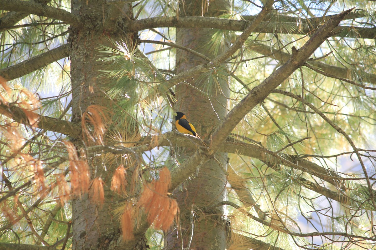 Black-and-yellow Grosbeak - Phunchok Mutup Kalyan