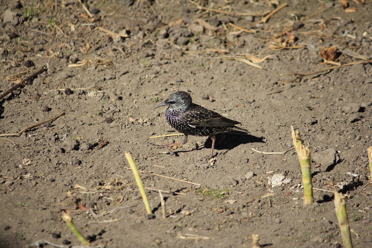 European Starling - ML612518340