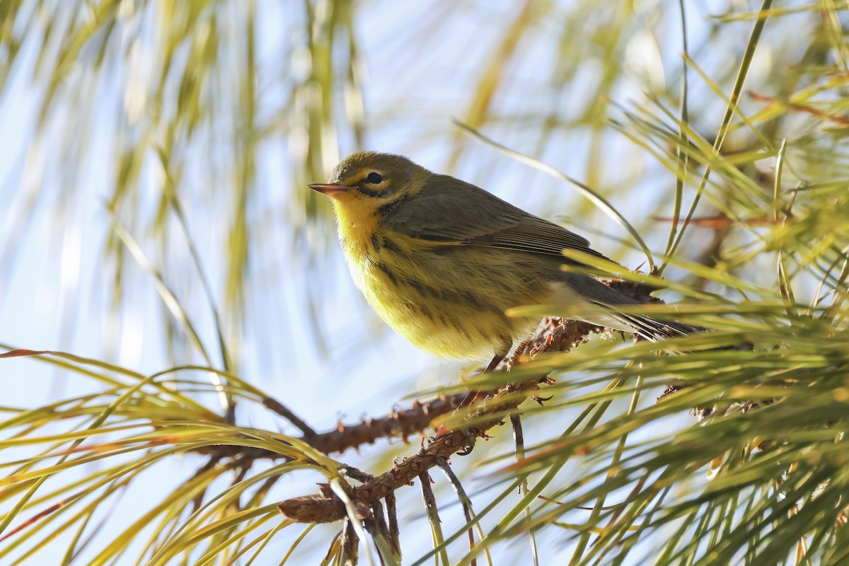 Prairie Warbler - ML612518396