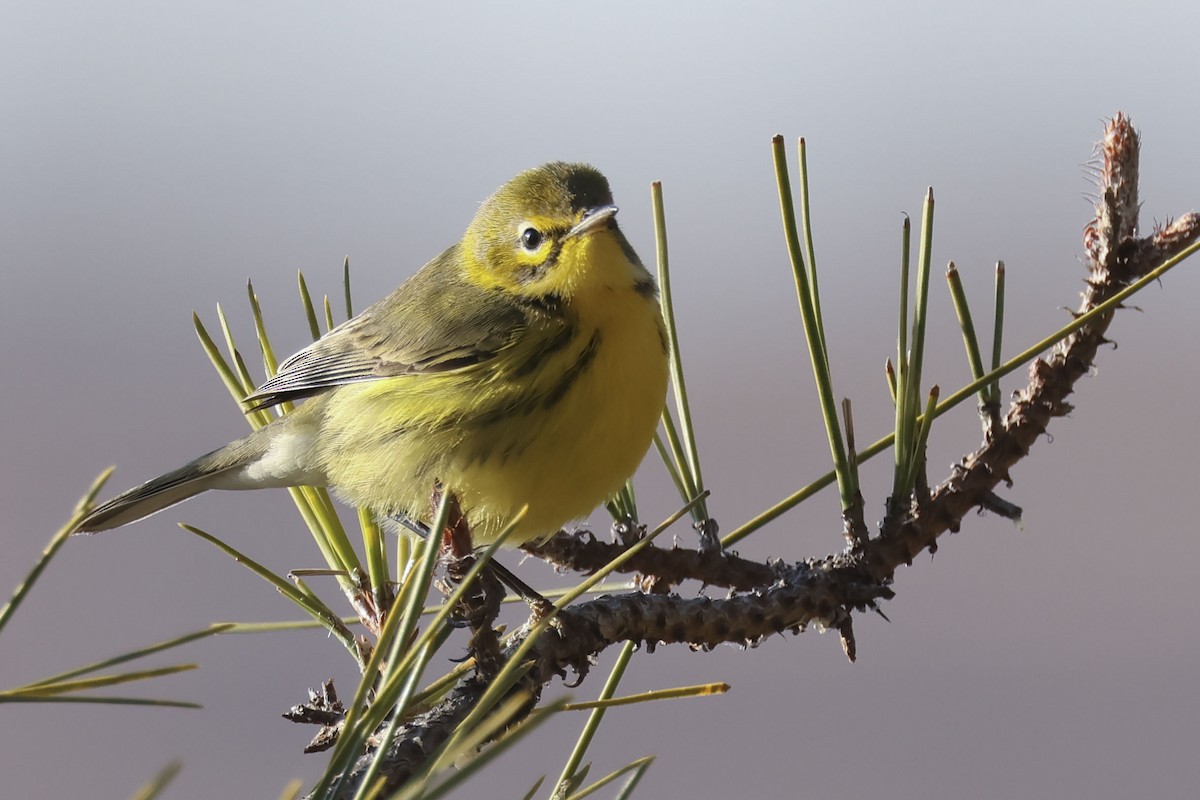 Prairie Warbler - ML612518398