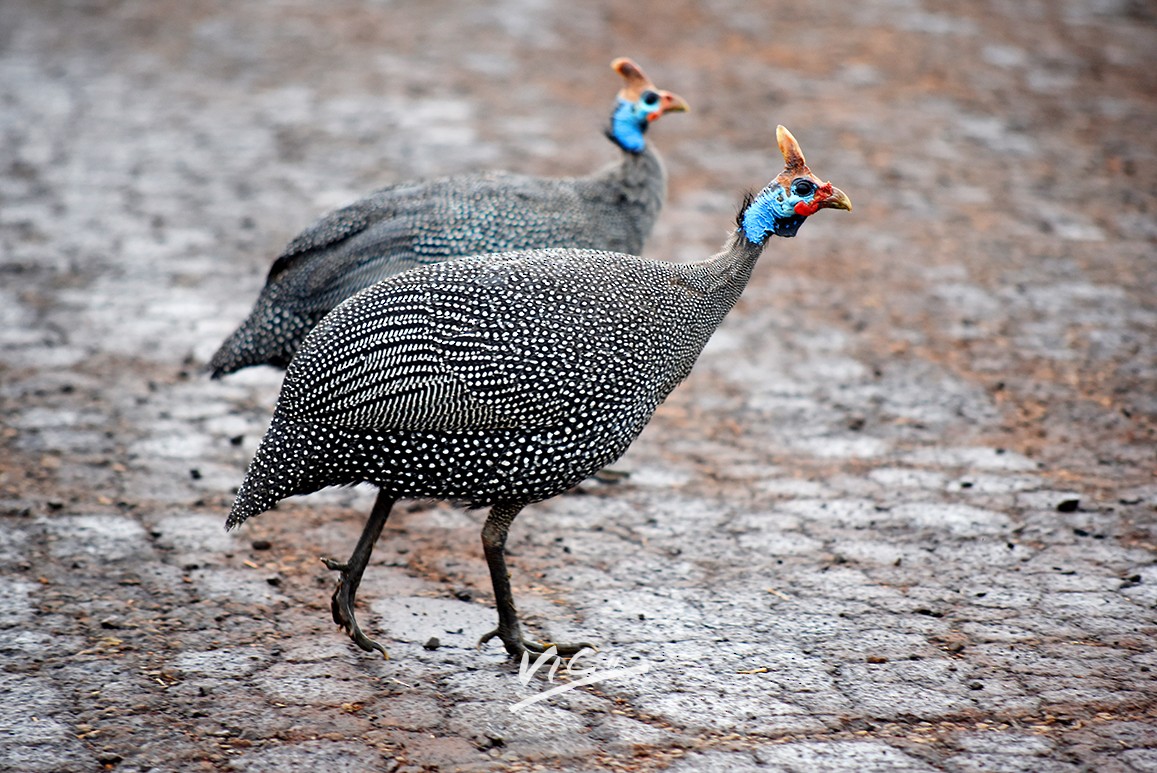 Helmeted Guineafowl - Victor Otieno