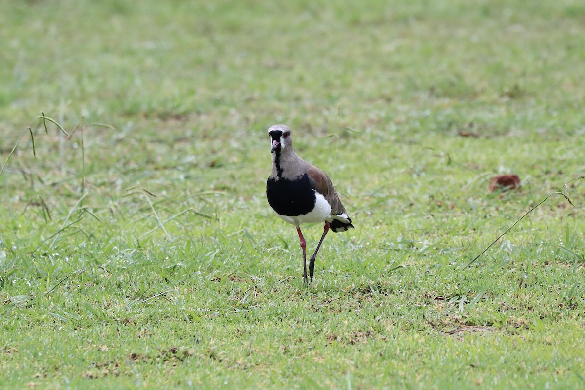 Southern Lapwing - ML612518446