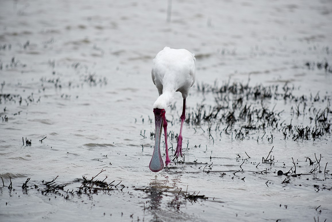 African Spoonbill - Victor Otieno