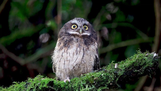 White-throated Screech-Owl - ML612518484