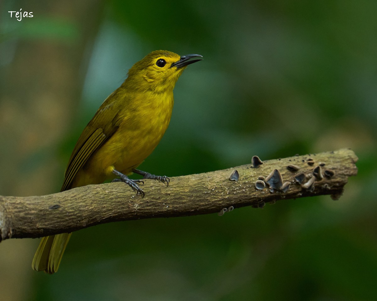 Yellow-browed Bulbul - ML612518531