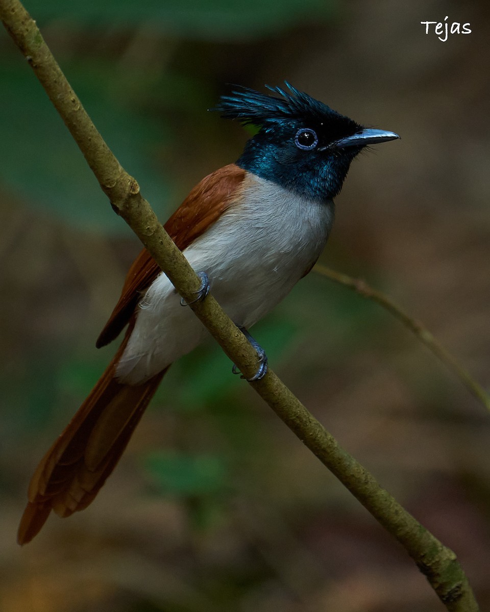 Indian Paradise-Flycatcher - ML612518534