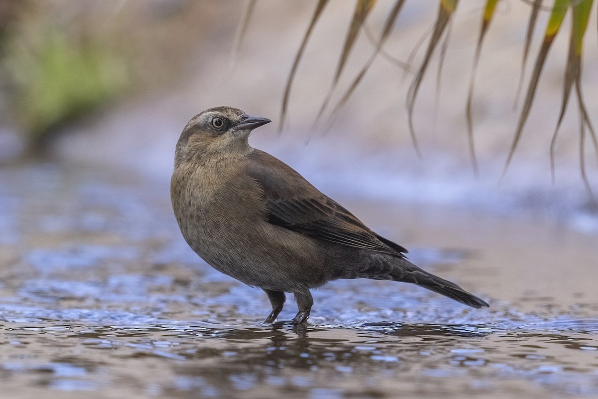 Rusty Blackbird - ML612518578