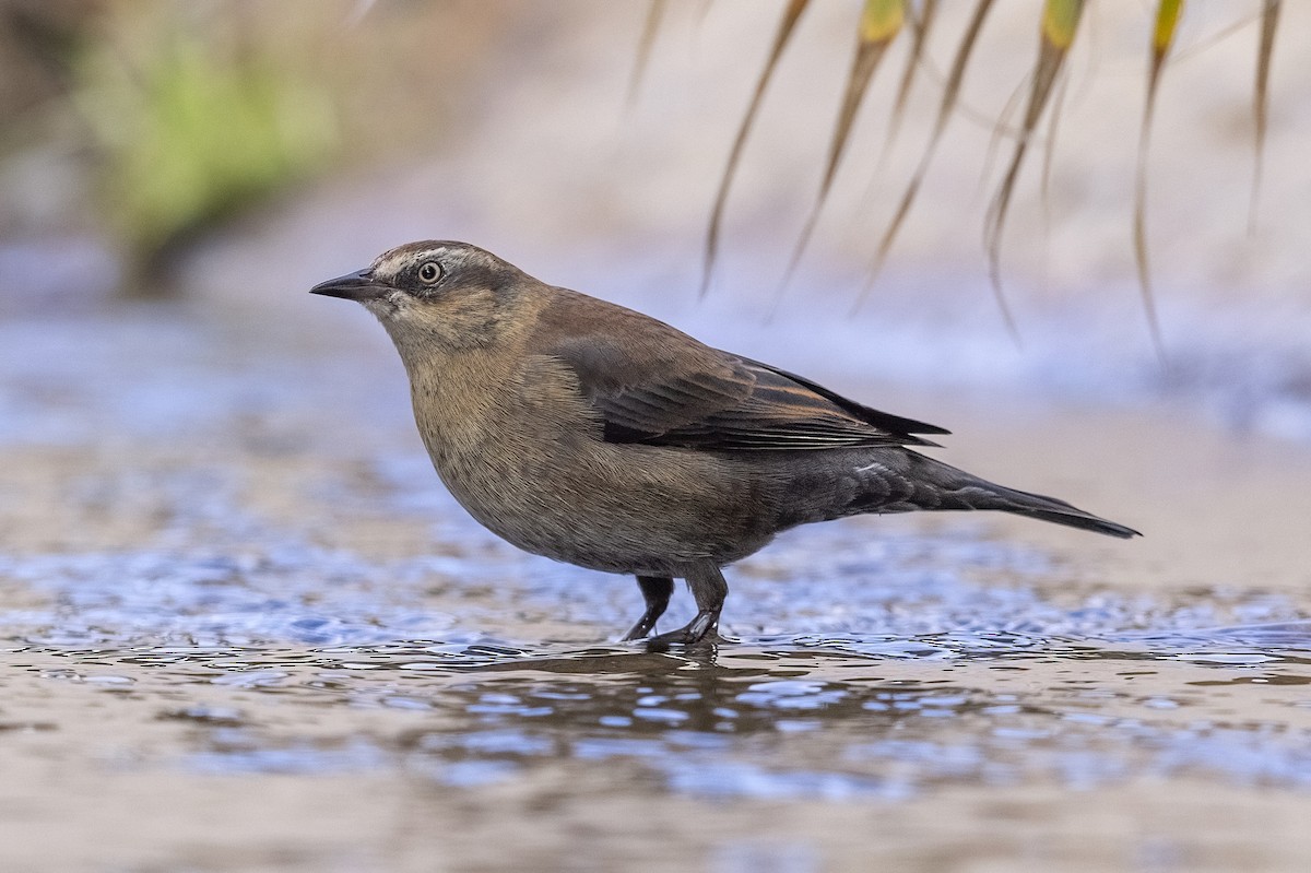 Rusty Blackbird - ML612518579