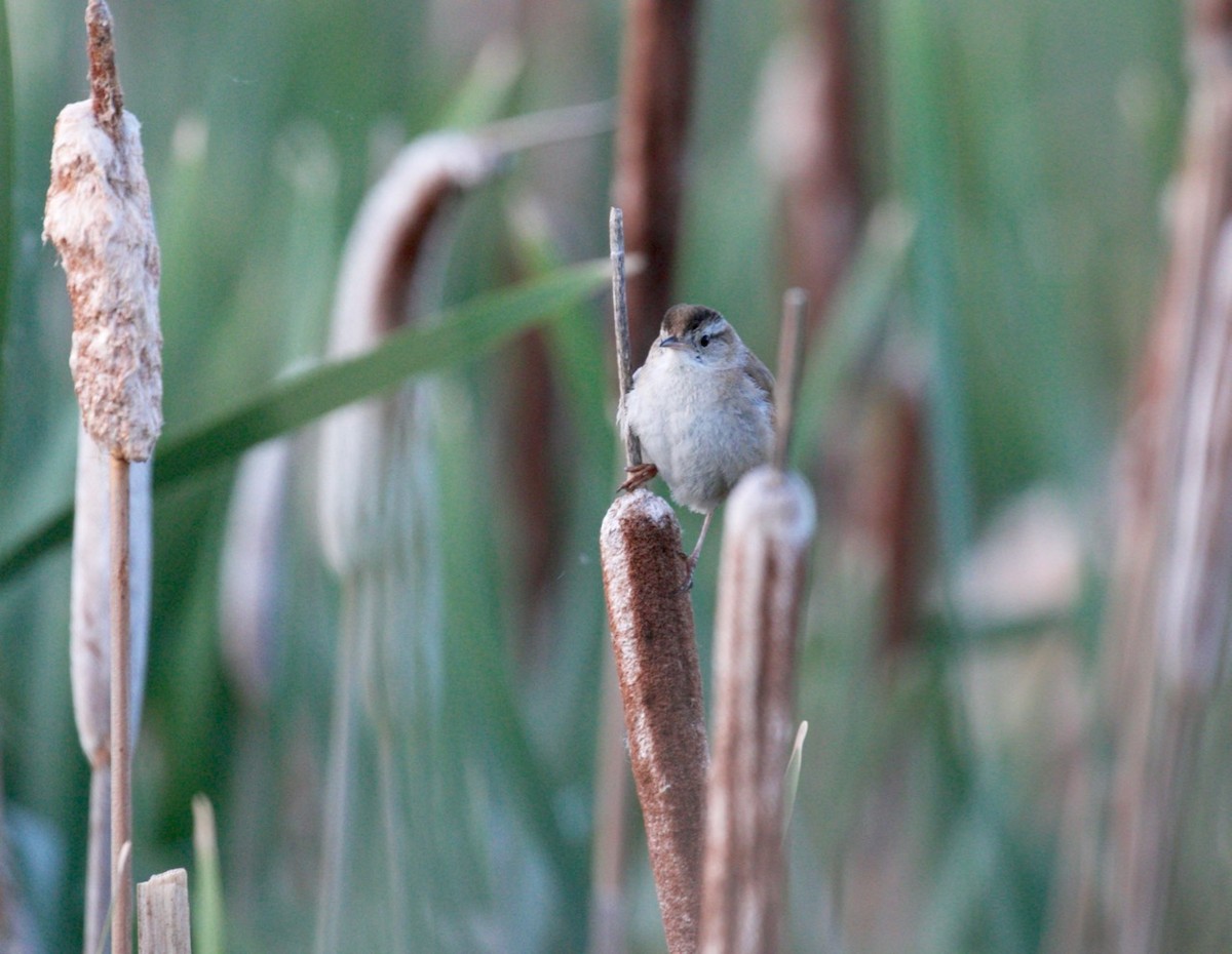 Marsh Wren - Lou Ann Harris