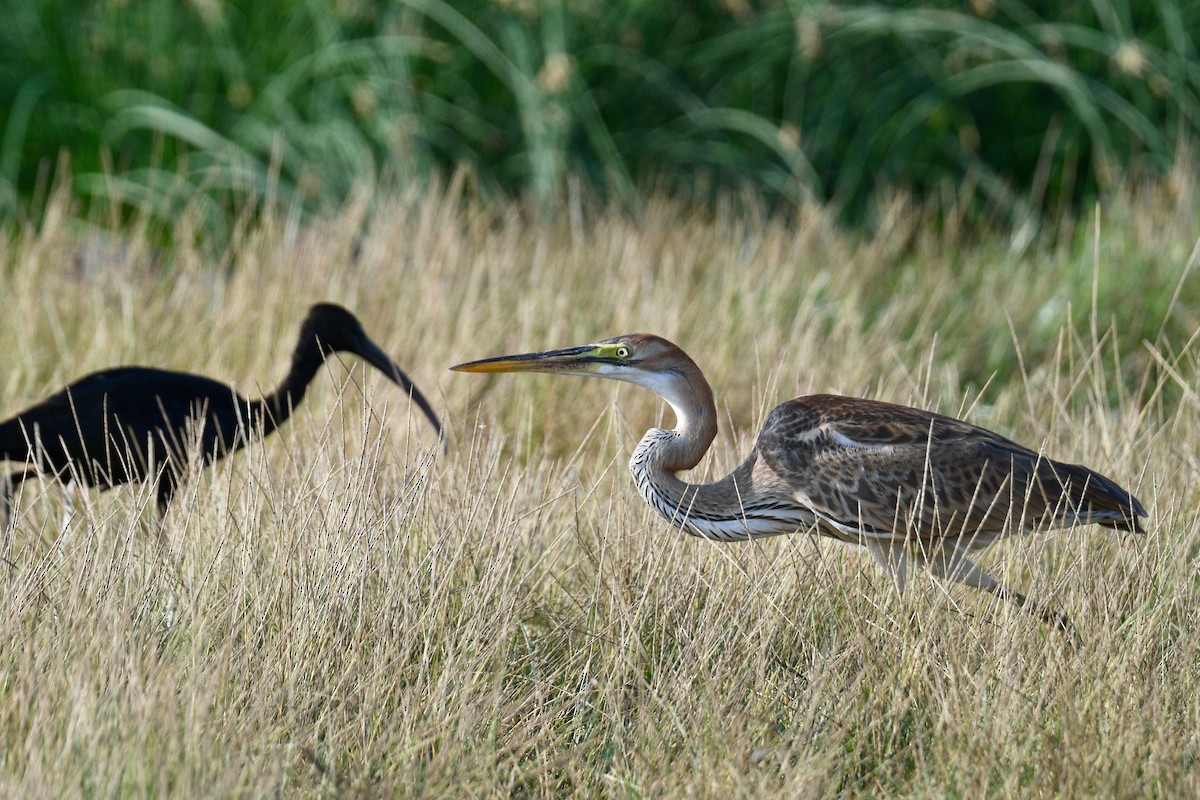 Purple Heron - ML612518625