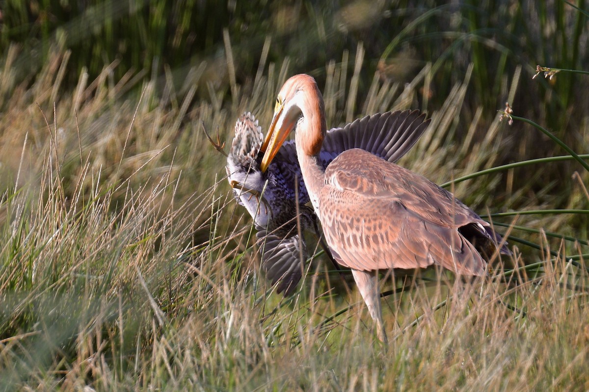 Purple Heron - Jacques Erard