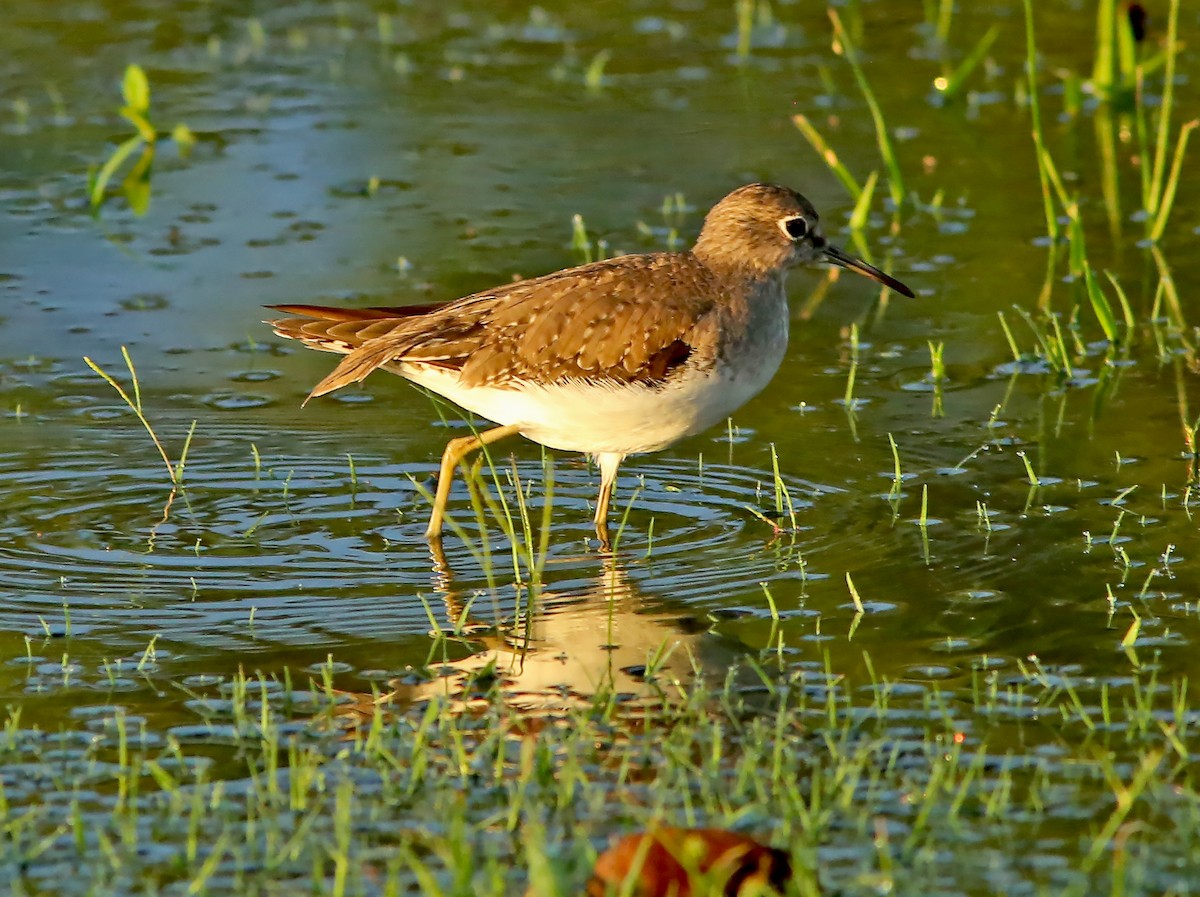 Solitary Sandpiper - ML612518648