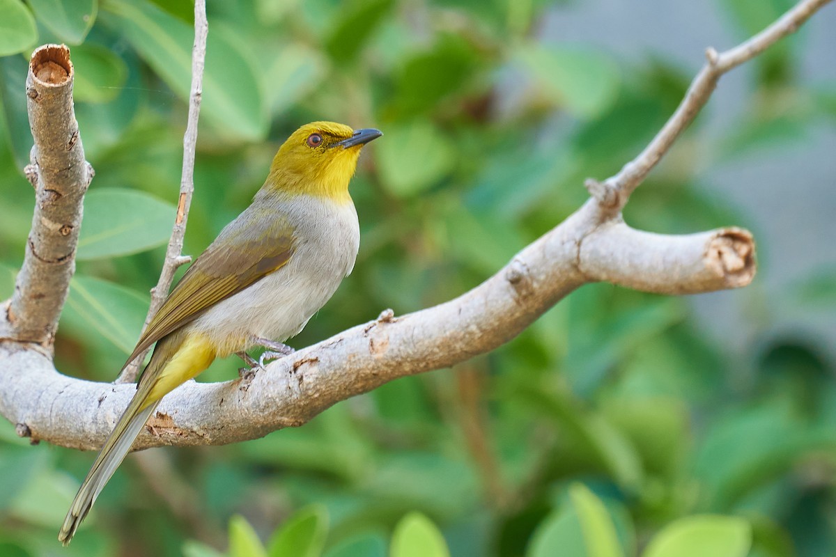 Yellow-throated Bulbul - Raghavendra  Pai
