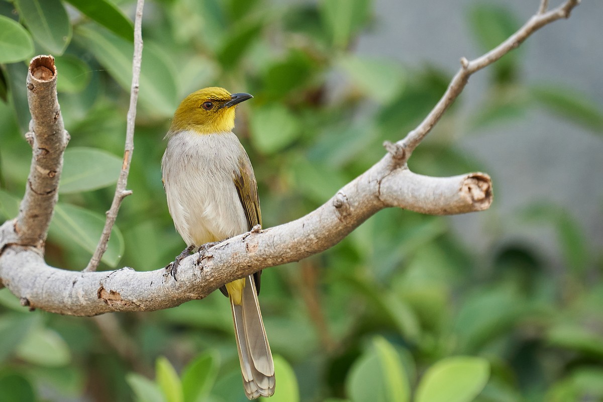 Yellow-throated Bulbul - Raghavendra  Pai