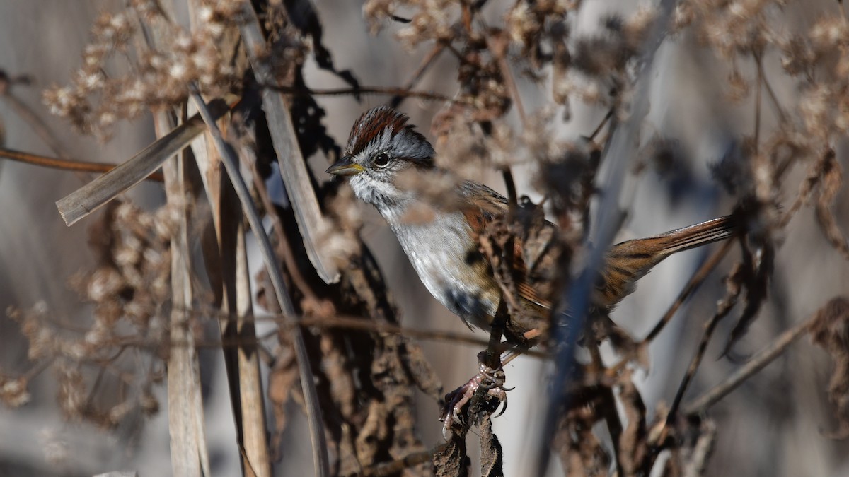 Swamp Sparrow - Carl Winstead