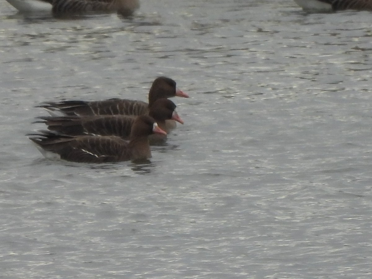 Greater White-fronted Goose - ML612518686