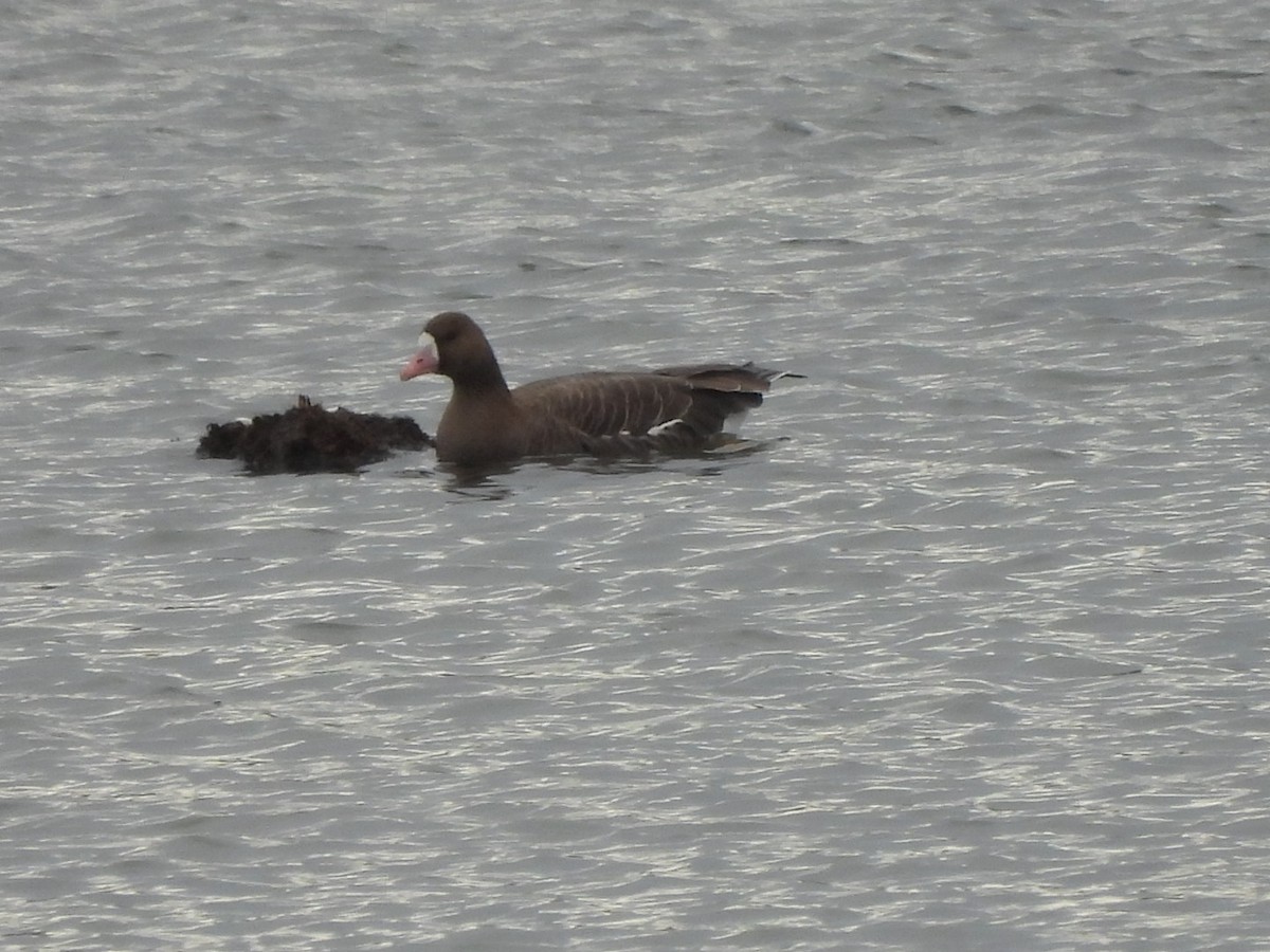Greater White-fronted Goose - ML612518687