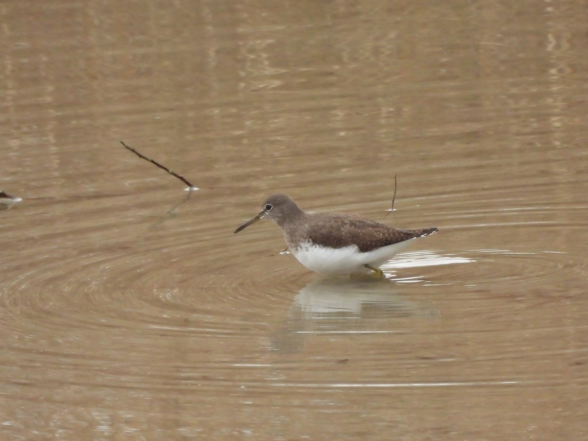 Green Sandpiper - ML612518703