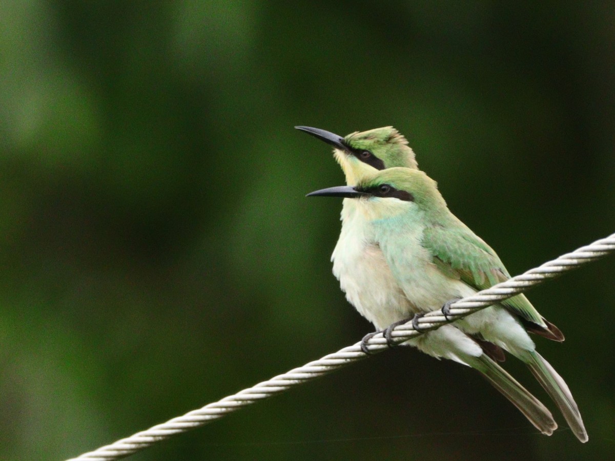 Asian Green Bee-eater - ML612518746